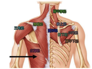背中から腰にかけての筋肉の解剖図