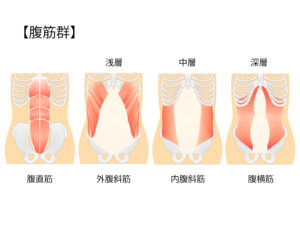 ぎっくり腰の再発予防に関わるお腹の深い筋肉のイラスト